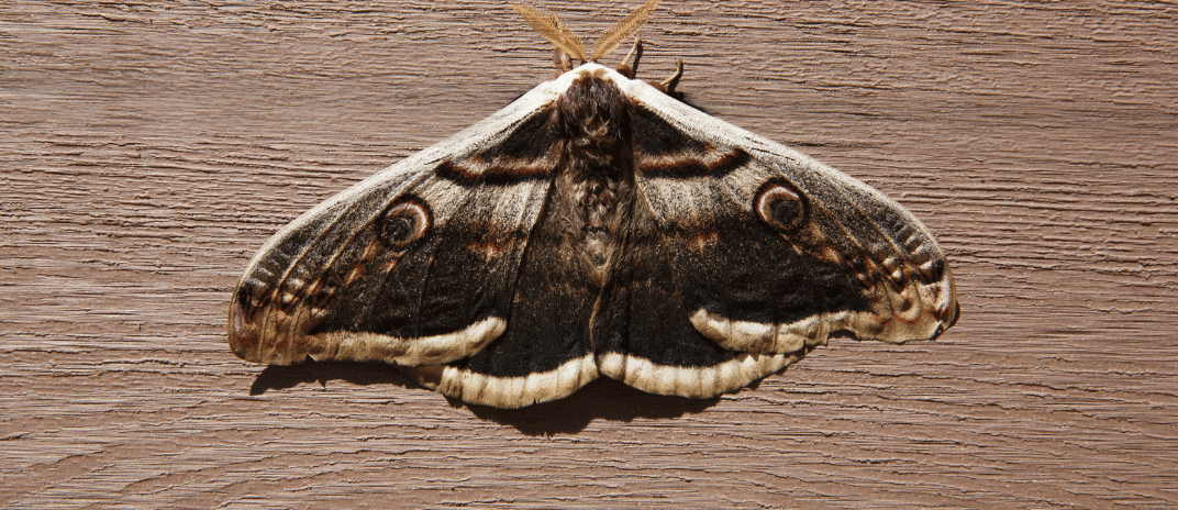 Dreams About Moths: Dream Dictionary and Interpretations