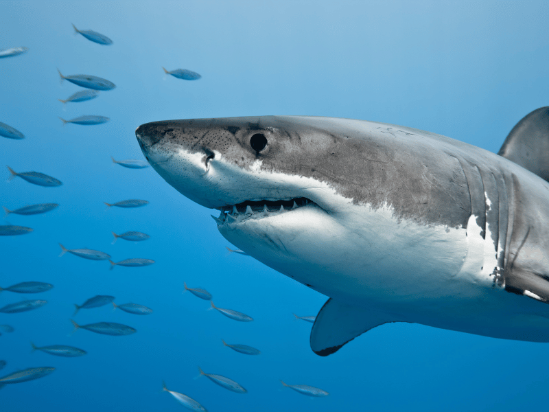 close up image of a great white shark in the water with a group of small fish swimming in the background