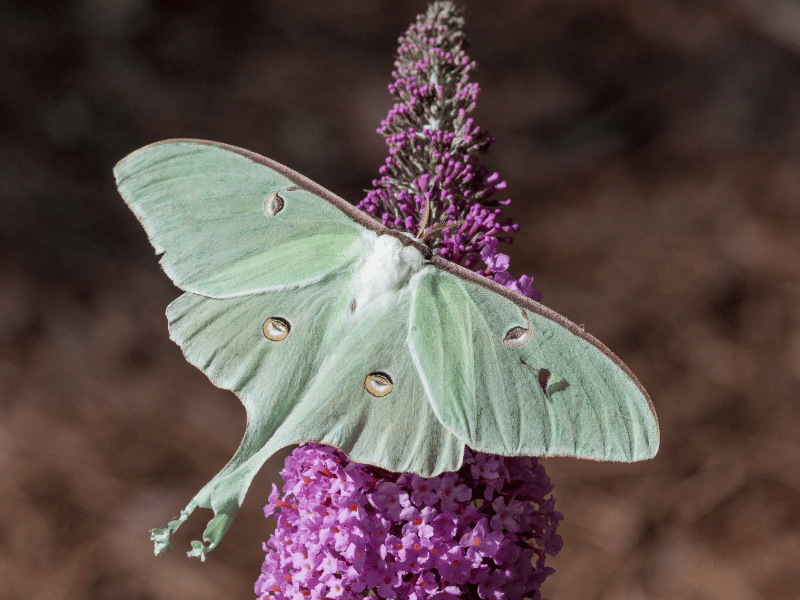 close up of a green moth in dream