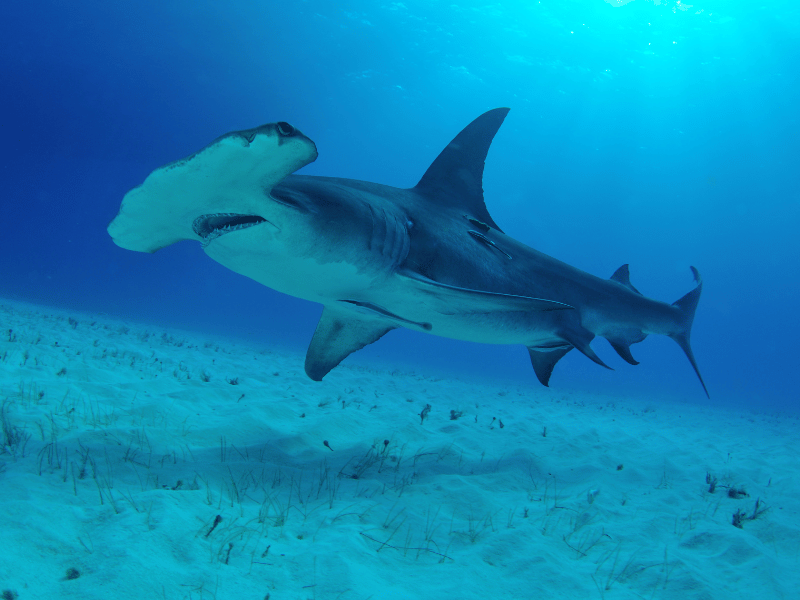 close up image of a hammerhead shark swimming in the water which you may encounter if you dream about sharks