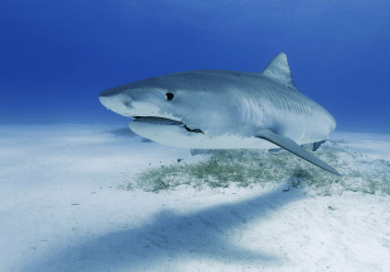 What Does It Mean to Have Dreams About Sharks?