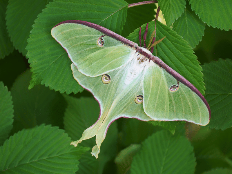 a lunar moth on top of a plant leaf