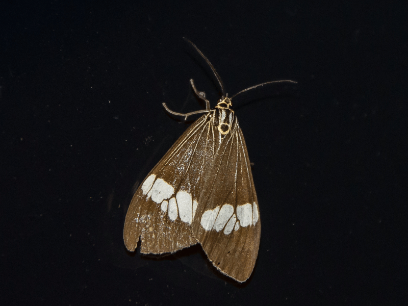 a close up image of a singular moth with dull brown color, dreams about moths