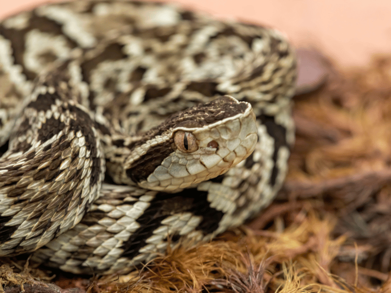 close up of a poisonous snake from brazil