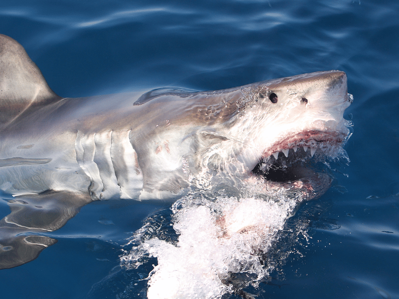 a shark depicted with his jaws wide open, a sign of a shark attack
