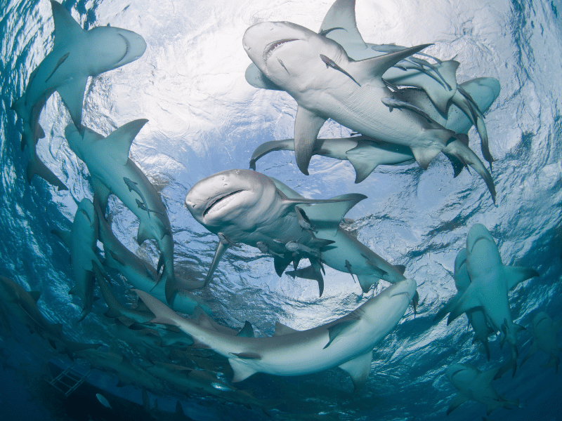 a shot taken from the bottom of a group of sharks circling above the water