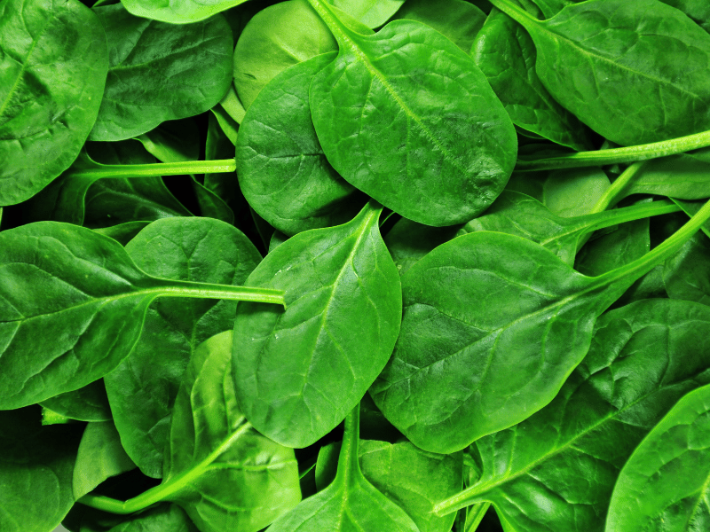 close up shot of spinach leaves
