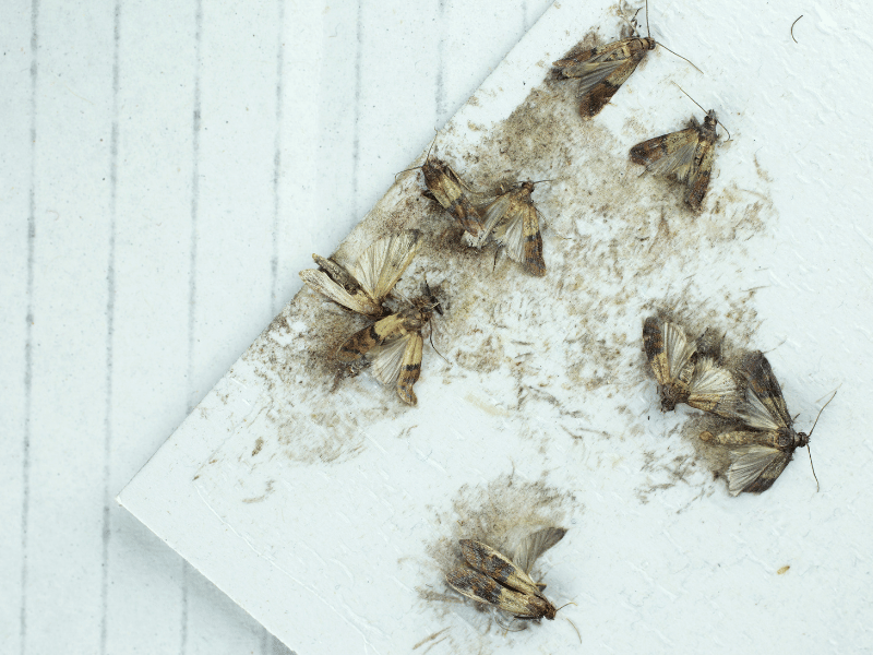 swarm of dead moths seen on the ground, dreams about moths