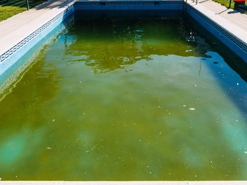 image of dirty pool water that is green with algae