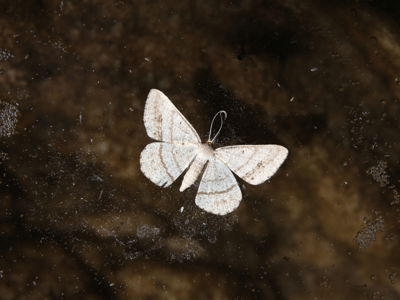 image of a white moth