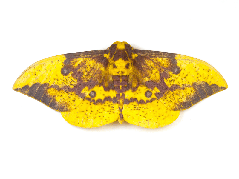 a close up of a yellow moth, dream about moths